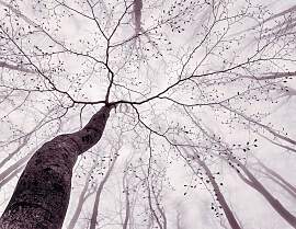 Fototapete LIVING WALLS "Tree Top", grau 