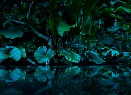 Fototapete LIVING WALLS "Tropical Leafs