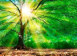 Fototapete LIVING WALLS "Wald im Licht