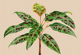 Fototapete LIVING WALLS "Walls by Patel Leaf