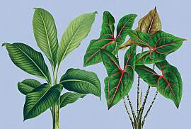 Fototapete LIVING WALLS "Walls by Patel Leaf