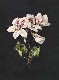 Fototapete LIVING WALLS "Walls by Patel