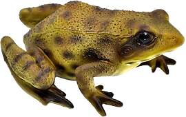 Frank NOVA Deko Frosch Figur aus Polyresin – 15