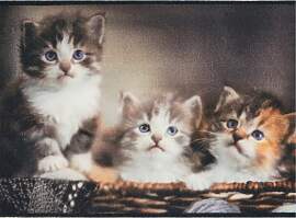 Fußmatte ANDIAMO "Modern", katzen,