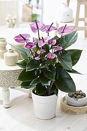 Gardeners Dream Tropische Lila Flamingo