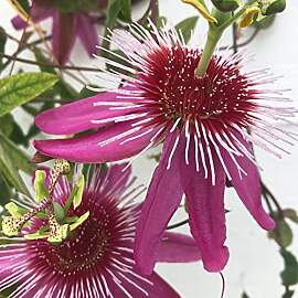 GardenersDream Passiflora Anastasia - Violette