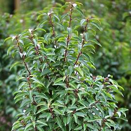 Garten-Schlüter® Portugiesischer Kirschlorbeer