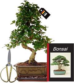 Genki-Bonsai Starterset – Chinesischer Liguster