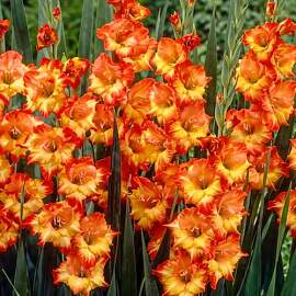 Gladiolen Zwiebeln - Princes Margaret Rose - 20