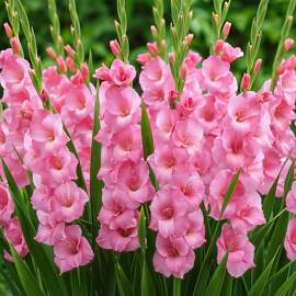 Gladiolen Zwiebeln - Rosa - 10 Blumenzwiebeln -