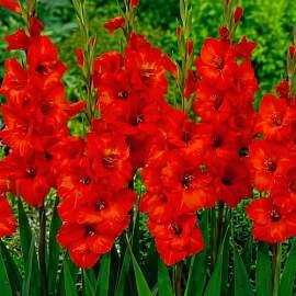 Gladiolen Zwiebeln - Rot - 10 Blumenzwiebeln -