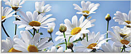 Glasbild ARTLAND "Blumen - Margeriten",