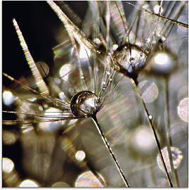 Glasbild ARTLAND "Pusteblume mit