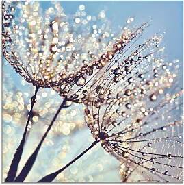 Glasbild ARTLAND "Pusteblume