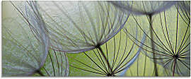 Glasbild ARTLAND "Pusteblumen-Samen II", 