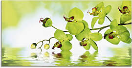 Glasbild ARTLAND "Schöne Orchidee mit