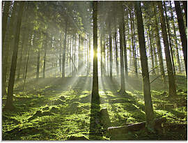 Glasbild ARTLAND "Wald im Gegenlicht",