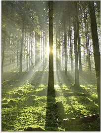 Glasbild ARTLAND "Wald im Gegenlicht",