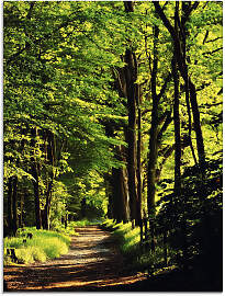 Glasbild ARTLAND "Weg im Wald", grün