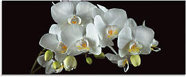 Glasbild ARTLAND "Weiße Orchidee auf