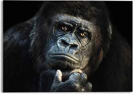 Glasbild REINDERS "Glasbild Gorilla Affe -