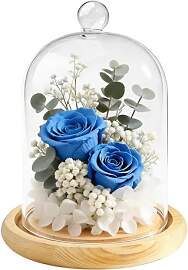 Glaskuppel, Glas-Display-Cloche-Kuppel, Vous