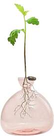 Glühbirne Avocado Vase Glas Eichel Vase Für