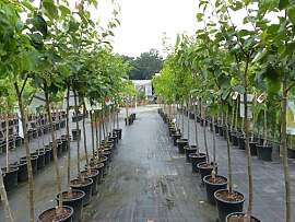 gruenwaren jakubik echter Walnussbaum Juglans