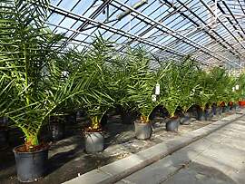 gruenwaren jakubik Palme 90-120 cm, Phoenix