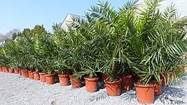 gruenwaren jakubik Palme XXL 140-160 cm Phoenix
