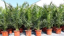 gruenwaren jakubik Palme XXL 160-180 cm Phoenix