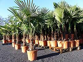 gruenwaren jakubik XXL Palme winterhart 180 cm
