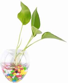Hängevase Wandvase aus Glas, Transparent, für