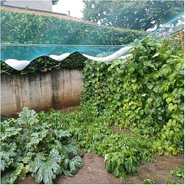 Hagelschutznetz für den Garten, Grünes