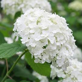 Hortensien Winterhart Annabelle (3 Pflanzen) -