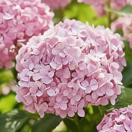 Hortensien Winterhart Bubblegum (3 Pflanzen) -