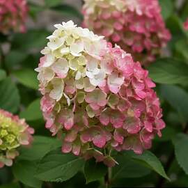 Hortensien Winterhart Paniculata Colourful