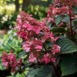 Hortensien Winterhart Paniculata Infinity (3