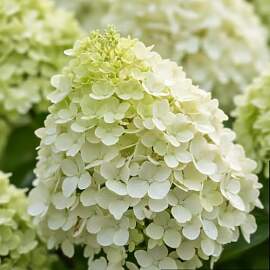 Hortensien Winterhart Paniculata Limelight (3