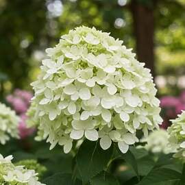 Hortensien Winterhart Paniculata Little Passion (3 