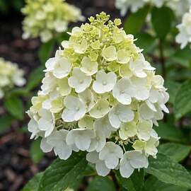 Hortensien Winterhart Paniculata Sugar Rush (3