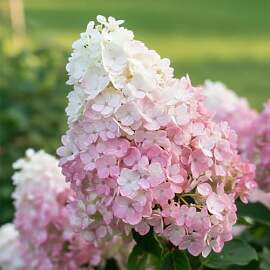 Hortensien Winterhart Paniculata Vanille Fraisse