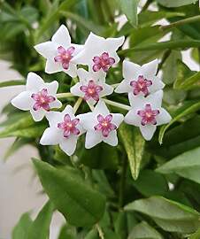 Hoya Bella - wunderschöne hängende Zimmerpflanze 