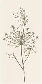 IB Laursen Serviette grüne Doldenblume 16 Stck B: 
