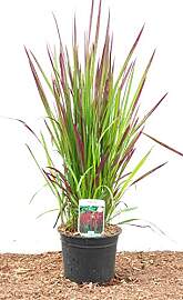 Imperata cylindrica 'Red Baron' 2L Topf