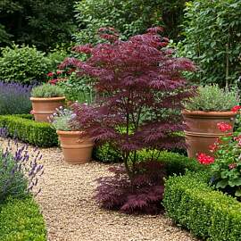 Japanischer Ahorn Acer palmatum Bloodgood – Rot