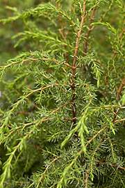 Juniperus communis 'Hibernica' 40–60