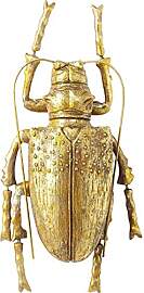 Kare Design Longicorn Beetle Wandschmuck, Gold,
