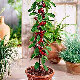 Kirschbaum - Säulenobstbäume - 80/100 cm hoch -