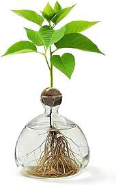 Klare Avocado Baum Anbauvasen, Aufzucht-Glas für